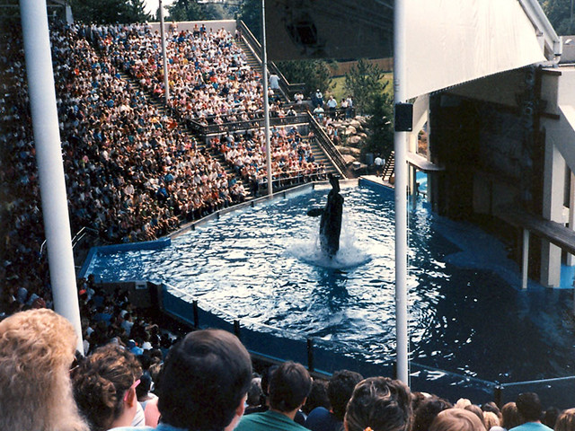 A dude getting launched by a whale