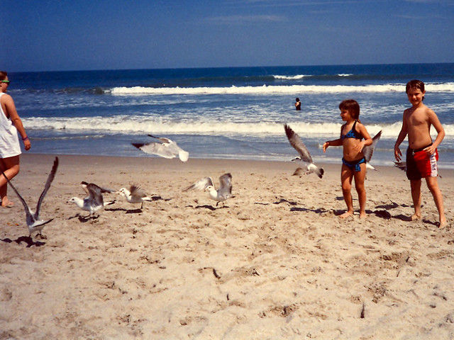 Seagulls at Cocoa Beach