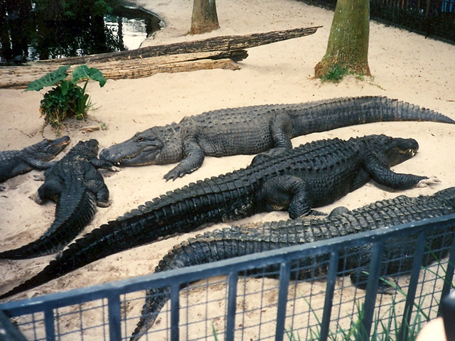 Gators