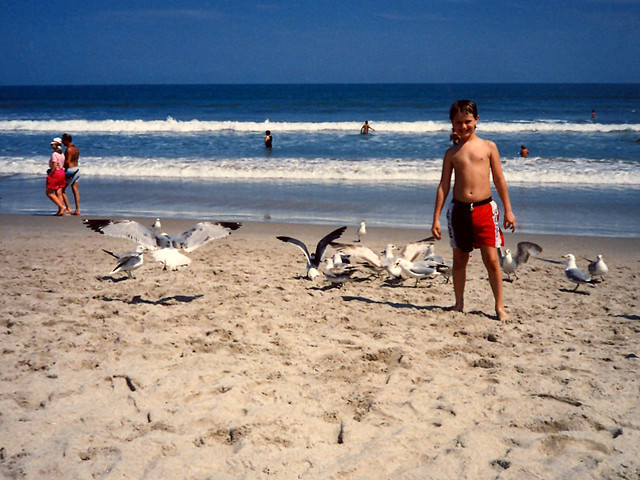 Seagulls at Cocoa Beach