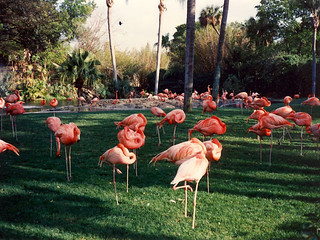 Travel - Flamingos