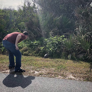 Wildlife - HEY ARMADILLO