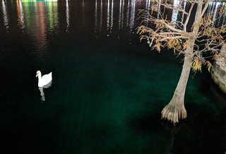 Wildlife - Pretty swan