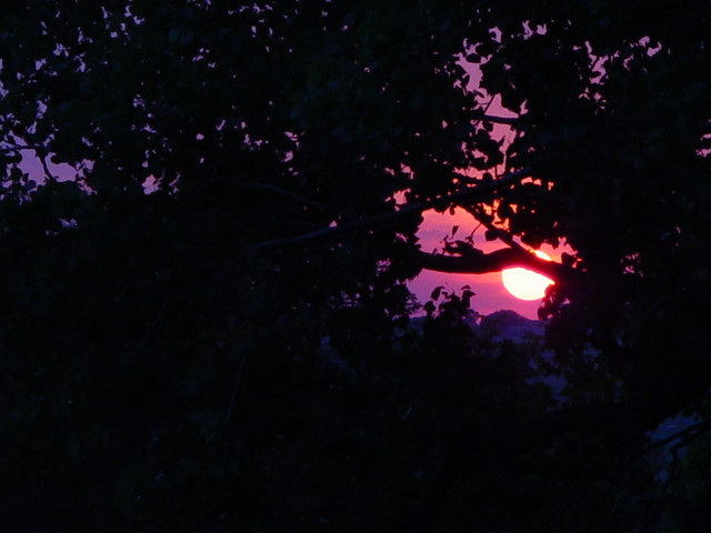 Sunset through a tree on the Capitol Lawn