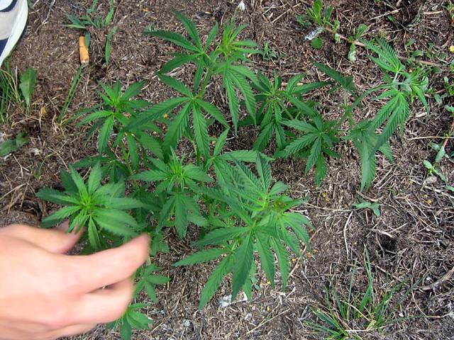 Some Marijuana growing in the Icubs lot