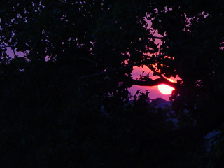 Sunset - Sunset through a tree on the Capitol Lawn