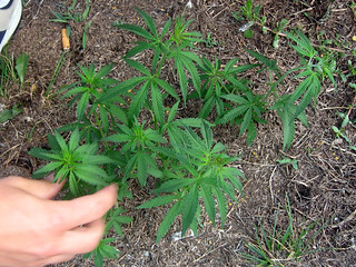 Some Marijuana growing in the Icubs lot