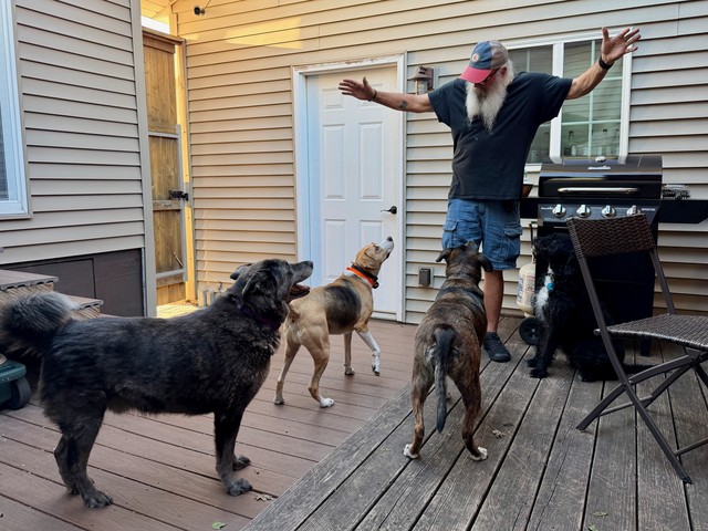 Dogs!