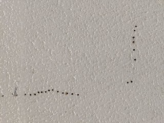 2737 - There were lots of annoying holes to fill in the garage... lazy asses