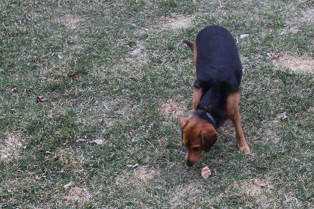 Enjoying some birthday cake in the yard
