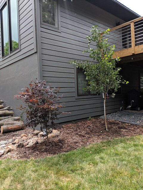 A new japanese maple and quaking aspen for the back yard