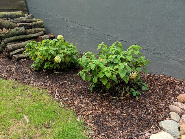 A couple more hydrangeas