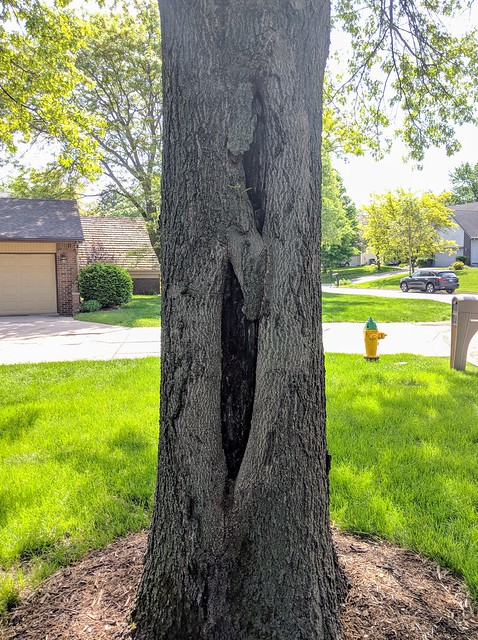 Some deep rotting wounds in our Pin Oak
