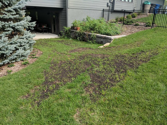 Trying to get more grass where the bobcat chewed up the lawn