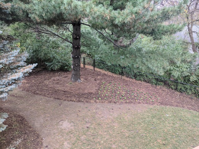 Edging and mulch around the white pine