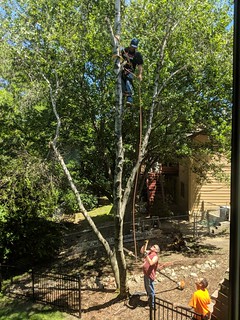 2737 - Goodbye, old boy whitespire