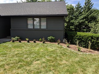 Adding some coralbells, astilbes, and stachys