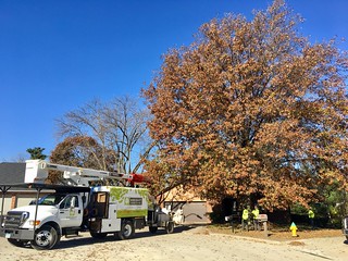 Bout to get this lil baby pin oak tree cleaned up