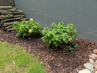 A couple more hydrangeas