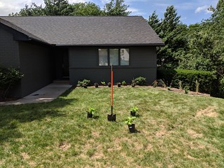 Plannin for a new tree