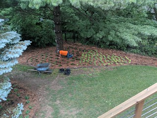 2737 - More pachysandra going in