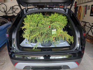 2737 - Got some shrubs