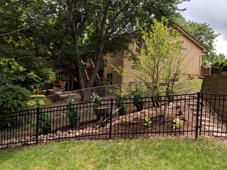 New junipers and a heritage river birch for some added privacy