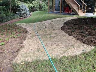 Overseeding. Trying to get a nice grass path through here..