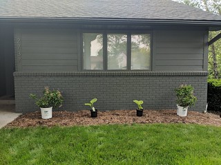 2737 - Layin out some giant hostas and hydrangeas
