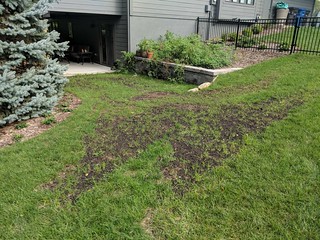 Trying to get more grass where the bobcat chewed up the lawn