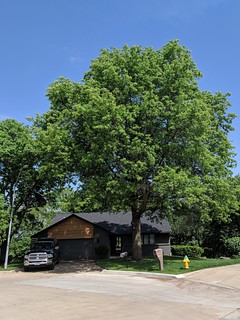 2737 - Three different arborists have recommended I take this old Pin Oak down.