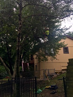 Never thought about using rock climbing gear for climbing/trimming trees