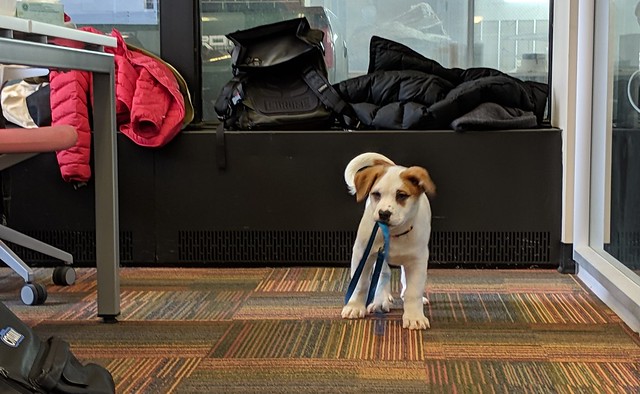 Good pup walks himself