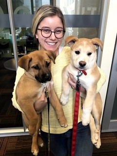 Gravitate - Look at these pups