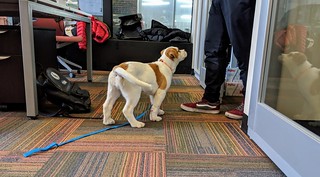 Curious boy wants to see what's going on in this office