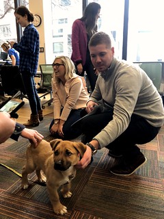 Megan T - Pups everywhere