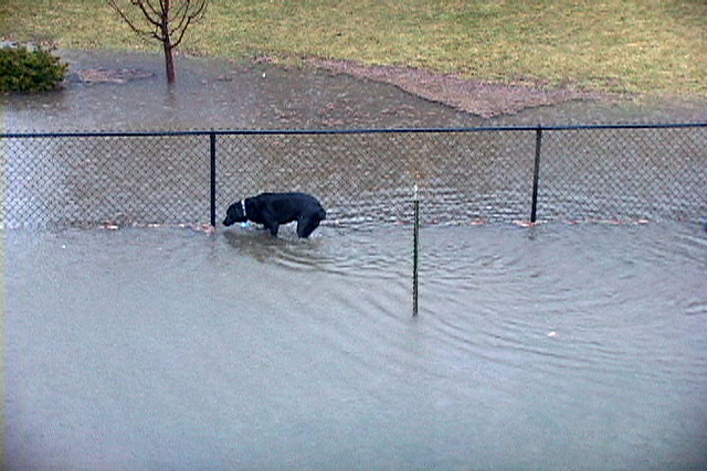 Ninja playing in the flood