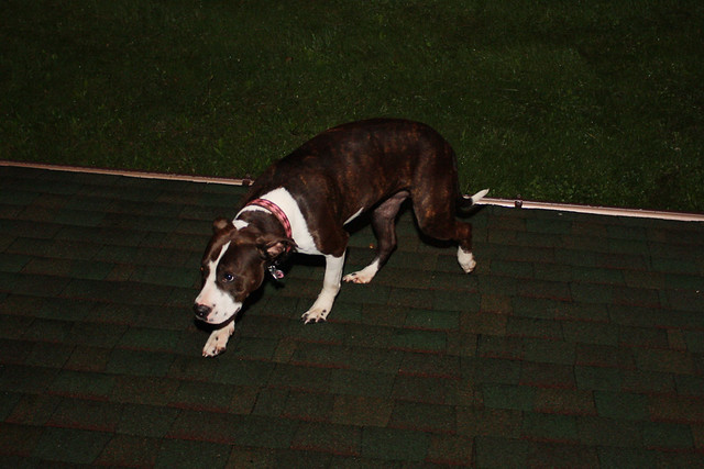 Lilly on the Roof