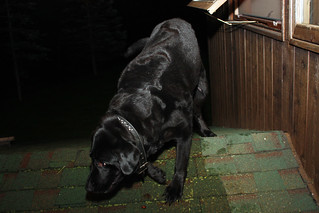 Roofing - Ninja on the Roof