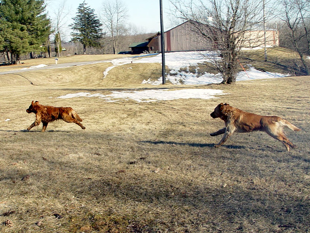 Running Dogs