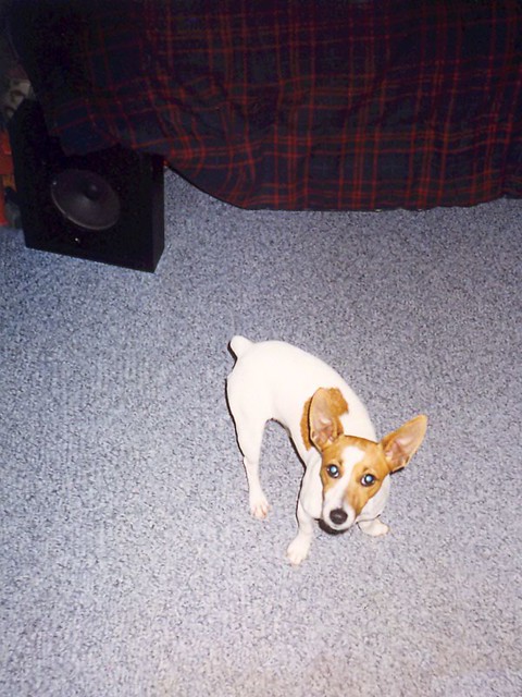 Sadie, and a sweet homemade speaker box