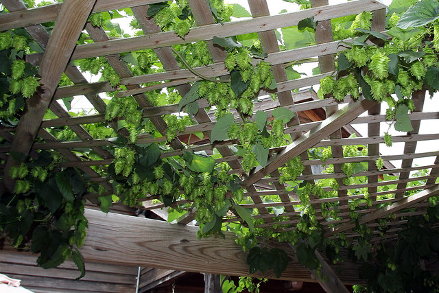 Hops growing on the Millstream Patio