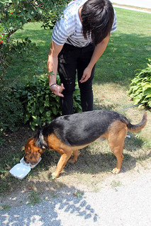 Meat Scraps and Water for Garth