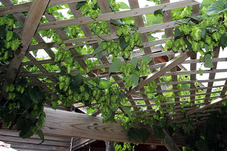 Hops growing on the Millstream Patio