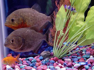 That goldfish is as good as dead