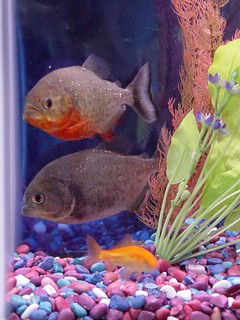 Jeff's Piranhas