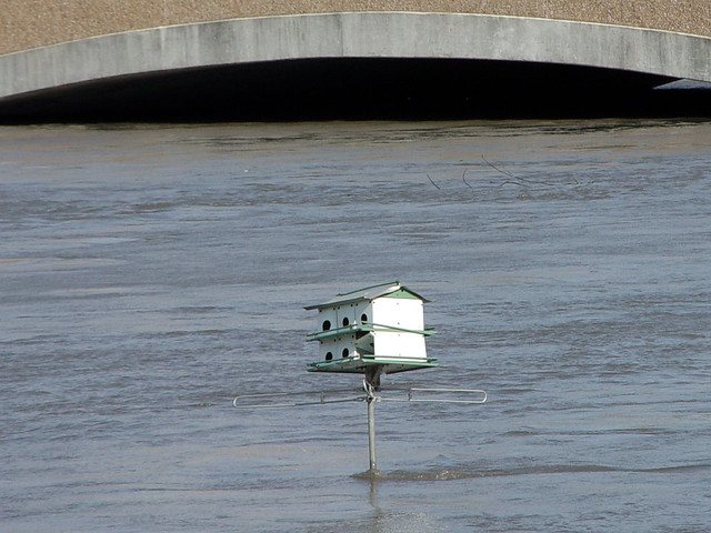 Why didn't we learn from the birds!