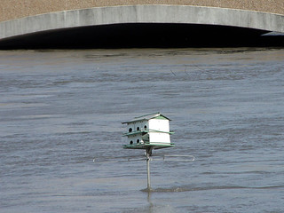 Why didn't we learn from the birds!