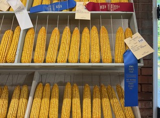 Look at this first place corn
