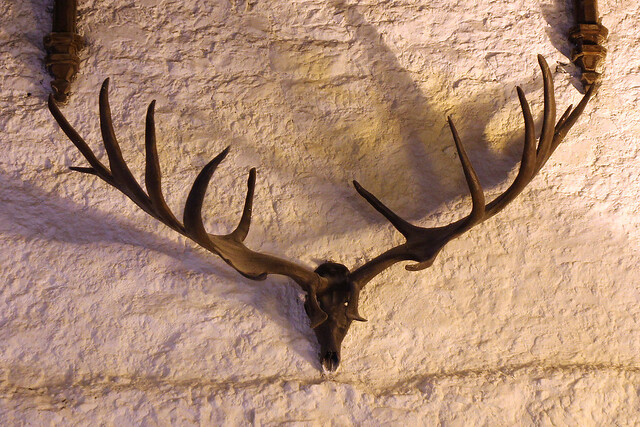 skull of the extinct Irish Elk/Giant Deer